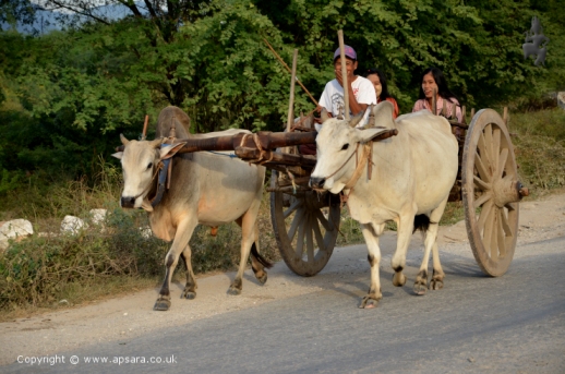 Ox cart - Mandalay ...