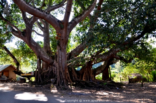 The banyan tree in the centre of Shwenyaungbin village...