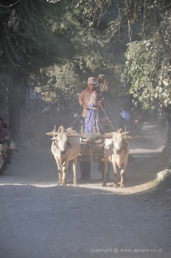 Ox cart in Sagyin - marble village ...