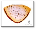 A cross-sectioned slice of a Be-treated Madagascan pink sapphire, clearly showing the orange skin and pink inner core.