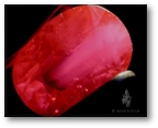 A typical Mong Hsu ruby clearly showing white cloudy inclusions.